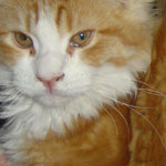 Zabawny Maine Coon