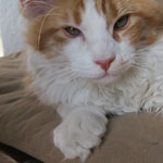 Zabawny Maine Coon