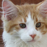 Zabawny Maine Coon