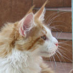 Zabawny Maine Coon