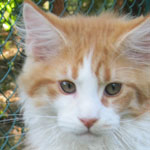 Zabawny Maine Coon