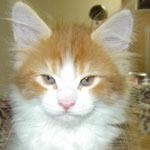 Mały kotek Maine Coon