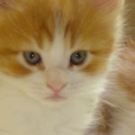 Zabawny Maine Coon