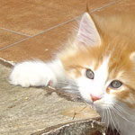 Zabawny Maine Coon