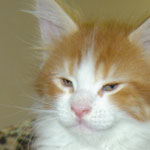 Zabawny Maine Coon