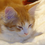 Zabawny Maine Coon