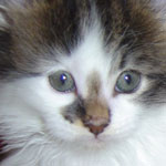 Zabawny Maine Coon