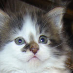 Zabawny Maine Coon