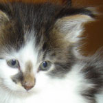 Zabawny Maine Coon