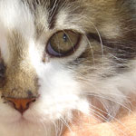 Zabawny Maine Coon