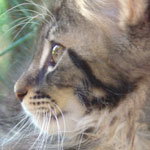 Mały kotek Maine Coon