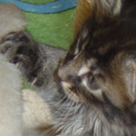 Zabawny Maine Coon