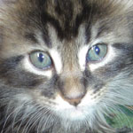 Zabawny Maine Coon