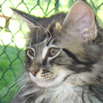 Zabawny Maine Coon