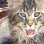Zabawny Maine Coon