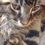Zabawny Maine Coon