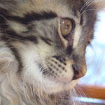 Zabawny Maine Coon