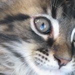 Zabawny Maine Coon