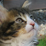 Mały kotek Maine Coon