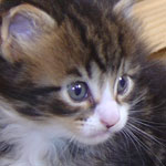 Zabawny Maine Coon