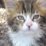 Zabawny Maine Coon