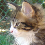 Zabawny Maine Coon