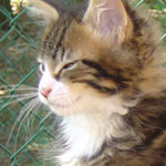 Zabawny Maine Coon