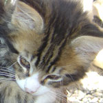 Zabawny Maine Coon