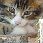 Zabawny Maine Coon