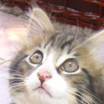 Zabawny Maine Coon