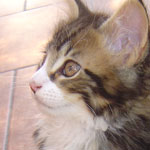 Zabawny Maine Coon