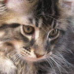 Mały kotek Maine Coon