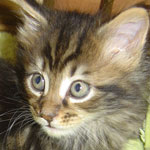 Zabawny Maine Coon