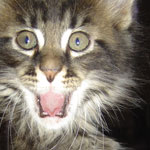 Zabawny Maine Coon