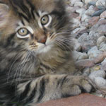 Zabawny Maine Coon