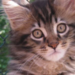 Zabawny Maine Coon