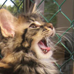Zabawny Maine Coon