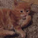 Kociak Maine Coon