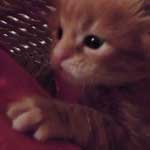 Kociak Maine Coon