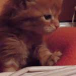 Kociak Maine Coon