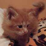 Kociak Maine Coon