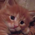 Kociak Maine Coon