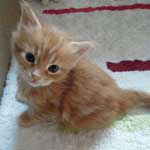 Mały kotek Maine Coon