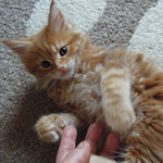 Kociak Maine Coon