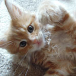 Kociak Maine Coon