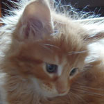 Kociak Maine Coon
