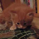 Kociak Maine Coon