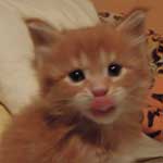 Kociak Maine Coon