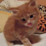 Kociak Maine Coon