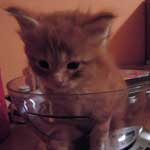 Kociak Maine Coon